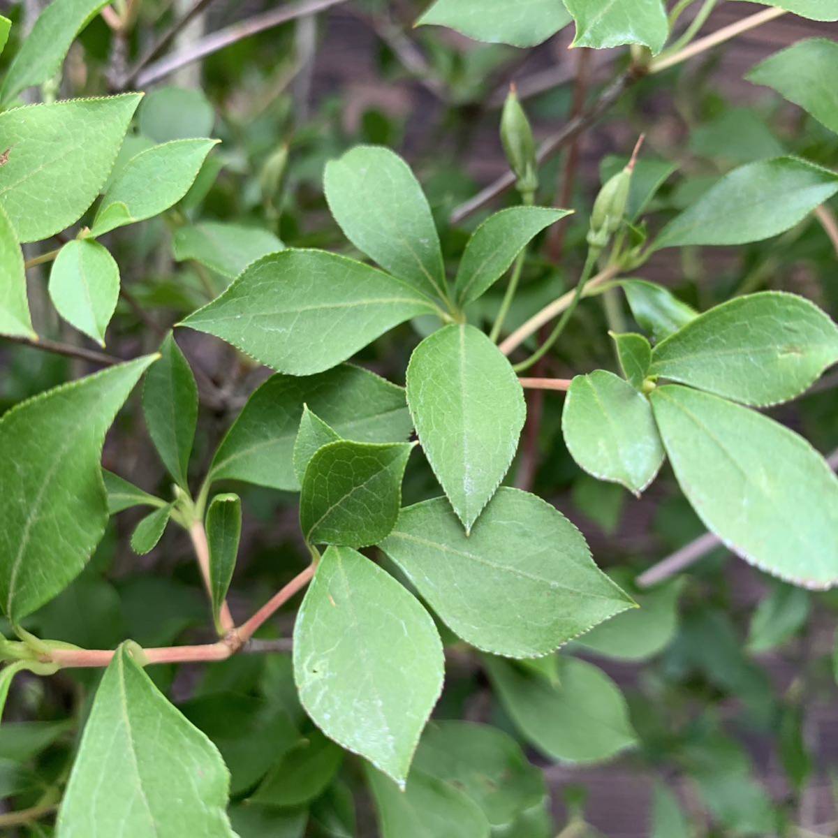 ドウダンツツジ/大株【現品】管理24029 【植木/庭木/苗木】 植木、庭木