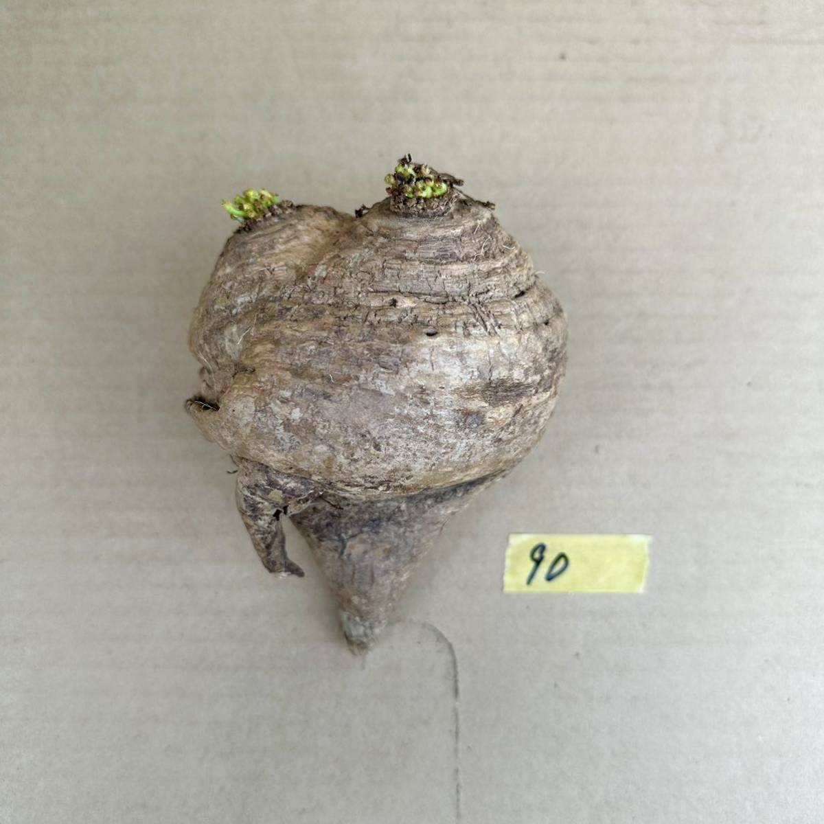 90 Euphorbia decidua / ユーフォルビア デシドゥア 蓬莱島 [検] ファンシャウェイ クリスパ アデニア キルキー パキポディウム グラキリス