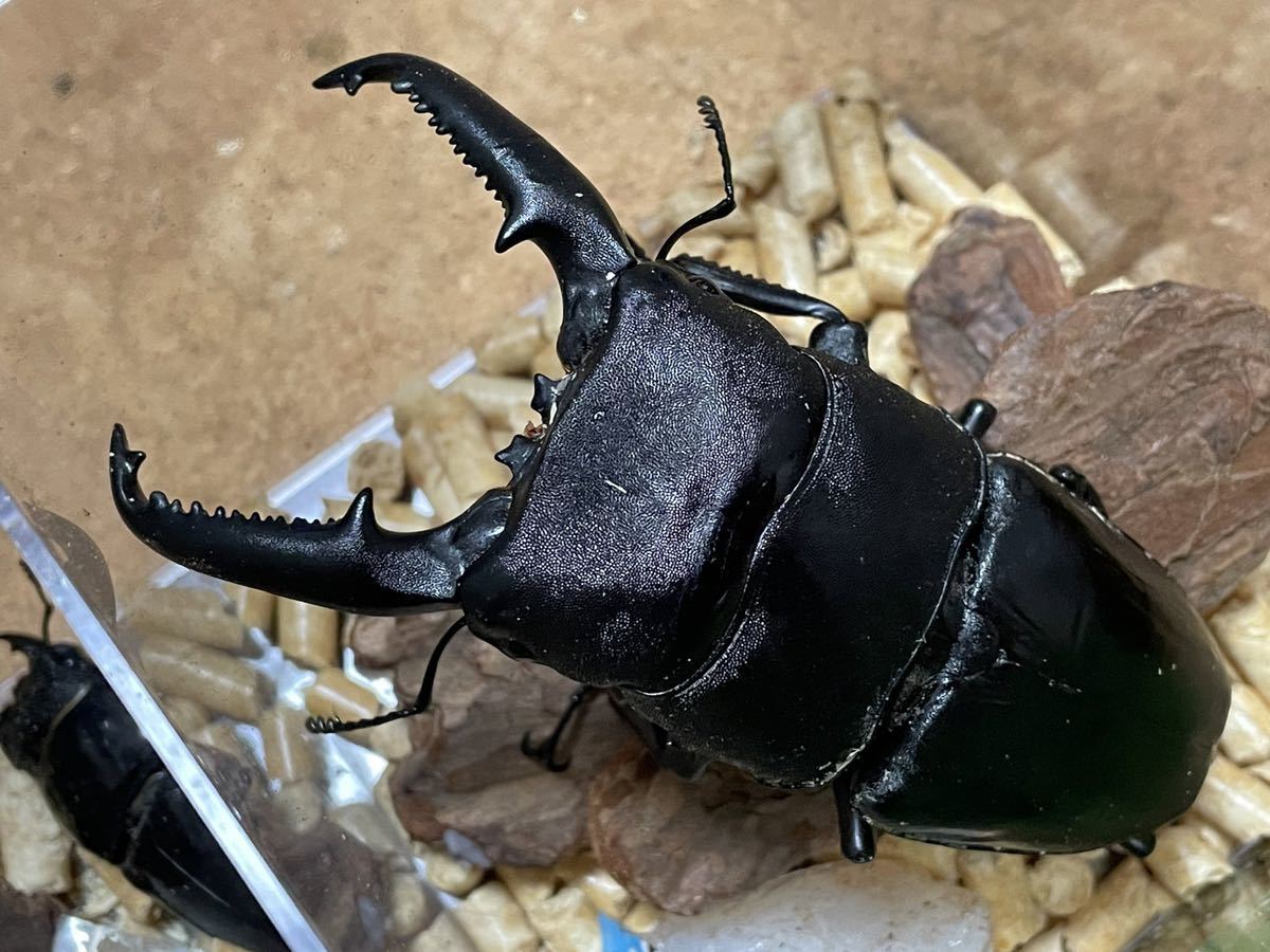 パラワンオオヒラタ　kuniギネスライン×108極　105.7×50.2 幼虫6頭