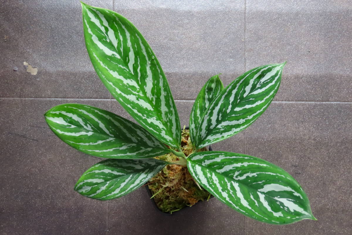 アグラオネマ Aglaonema アグラオネマ ニティドゥム アグラオネマ Aglaonema アグラオネマ ニティドゥム