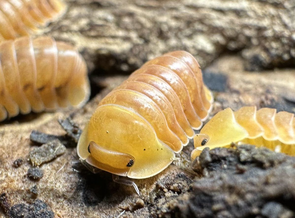マダガスカルのドクバッタ 立体標本 - 昆虫標本 オオスズメバチ立体