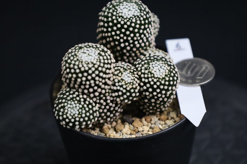 6・ルエッティー3本植え・サボテン マミラリア サボテン 多肉植物 3