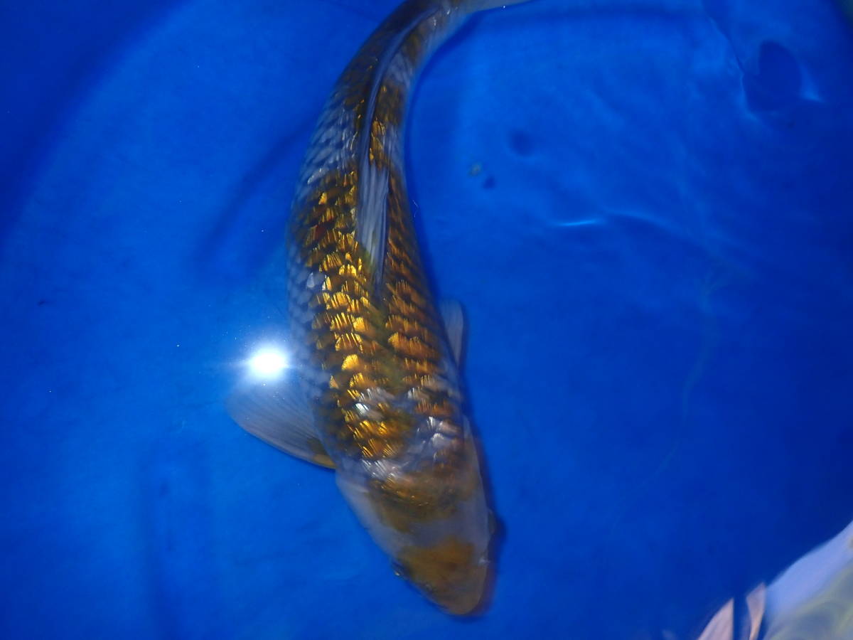 特選、銀鱗落ち葉、2歳、46センチ