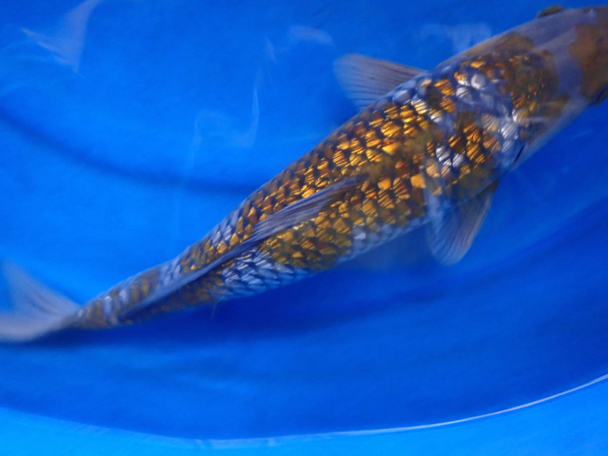 特選、銀鱗落ち葉、2歳、46センチ