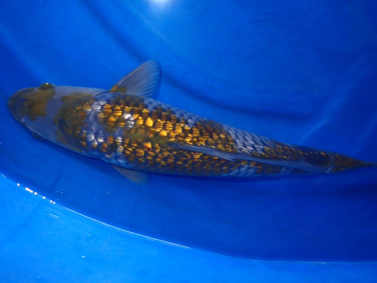 特選、銀鱗落ち葉、2歳、46センチ