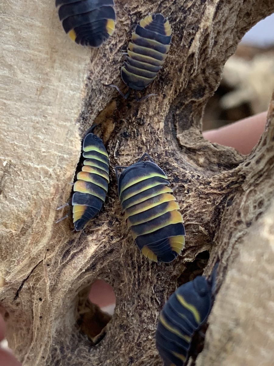 エンバービー 5匹 即決でプラス2匹