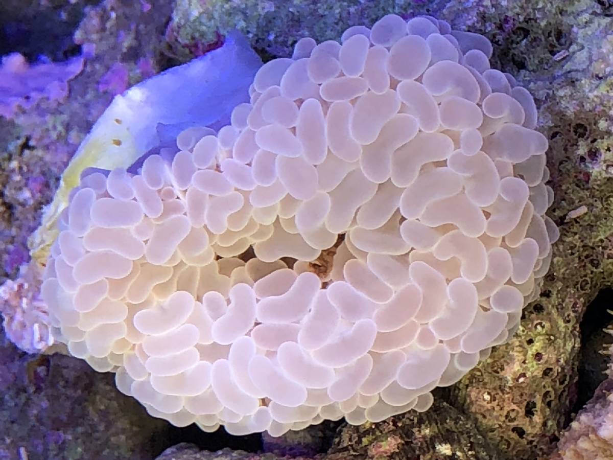 ＊サンゴ＊　Wナガレハナサンゴ６ｃｍ