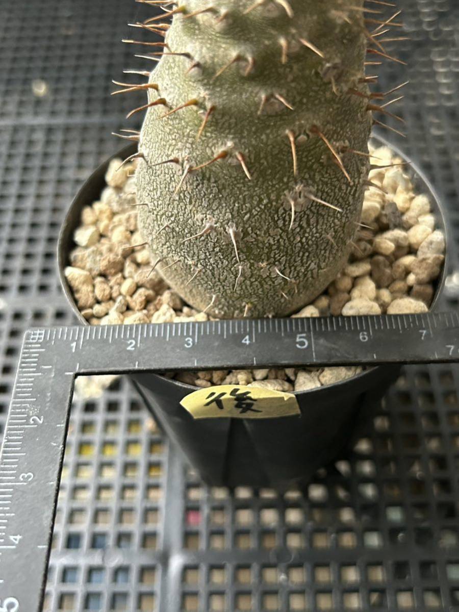パキポディウム ウィンゾリー 塊根植物（ Pachypodium グラキリス