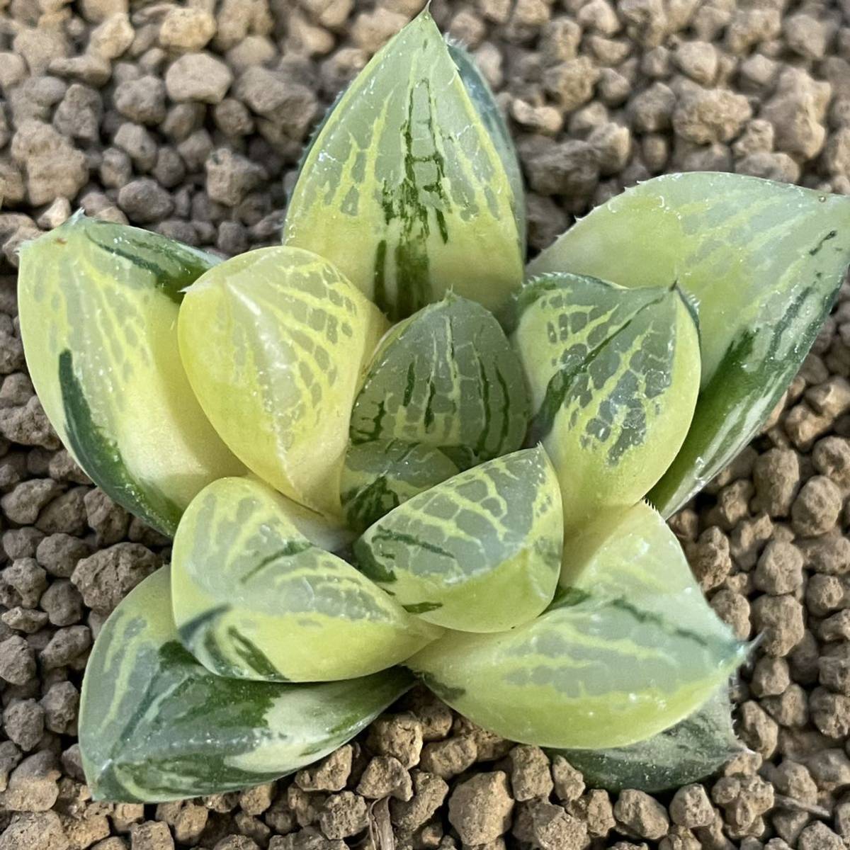 （≧∇≦）多肉植物 ハオルチア 交配種錦　望　極鮮明斑