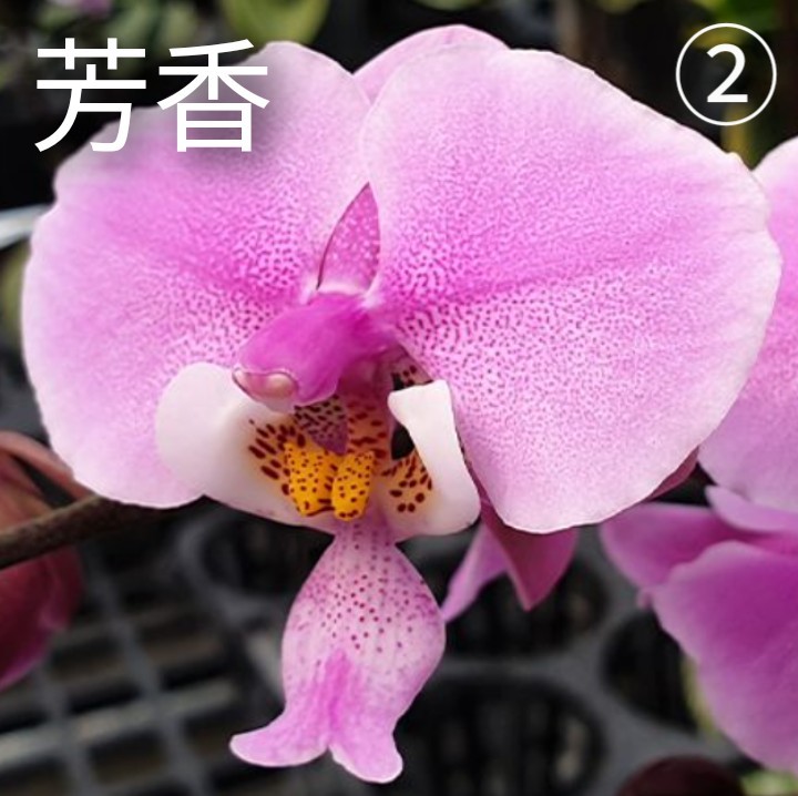 ② 原種 Phal. schilleriana × sib ファレノプシス シレリアナ