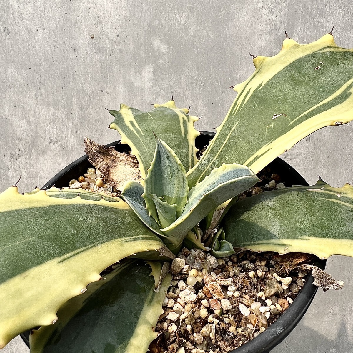 B26 多肉植物アガベ フェロックス錦 鮮明錦 極上錦 黄覆輪斑 極上子株