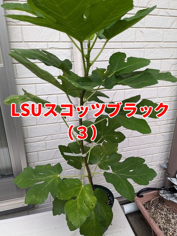 イチジク LSU Scott's Black 苗木 (3)