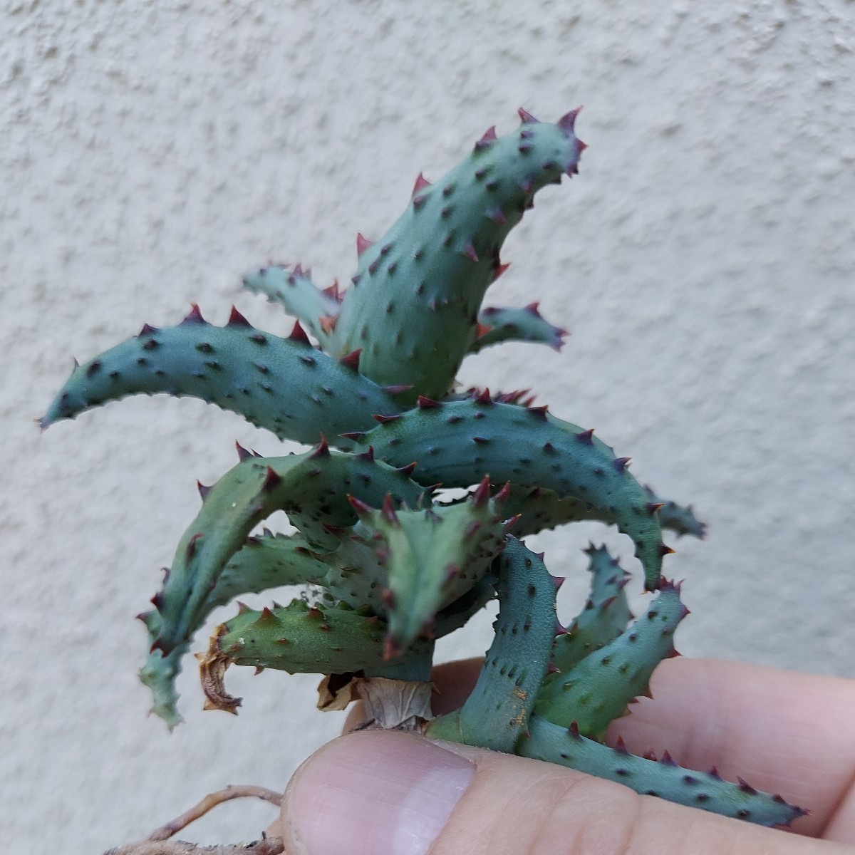 アロエ カスティロニアエ（Aloe castilloniae） 強棘、幅広葉 Aloe