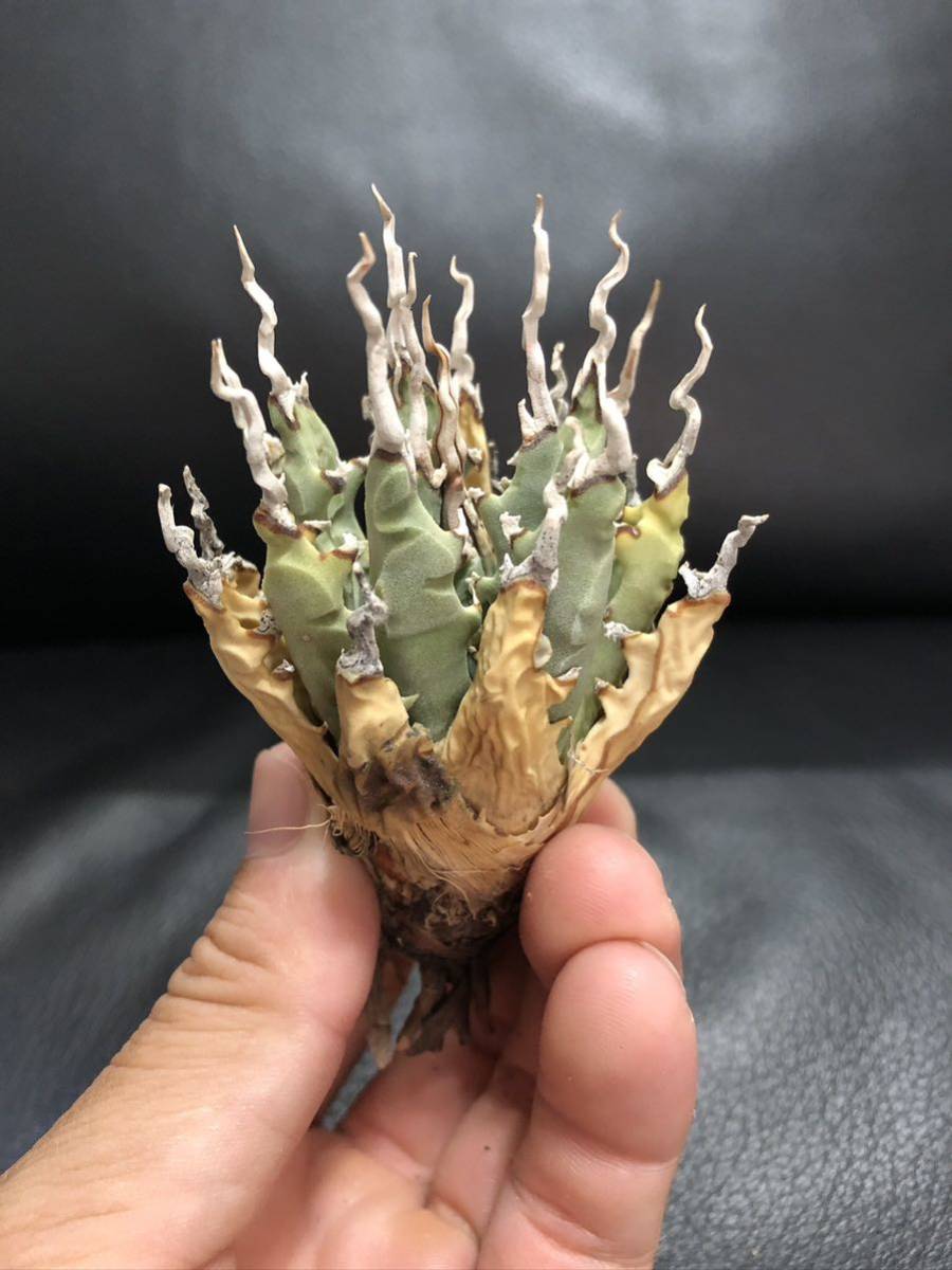 エボリスピナ 陽炎 コレクション株⑦ (極) - 7 アガベ ユタエンシス