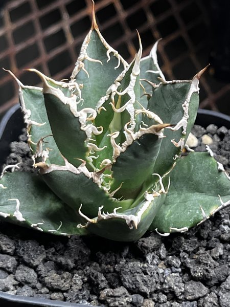 アガベ オアハカ チタノタ 発根済 0 園芸 Agave titanota Oaxaca