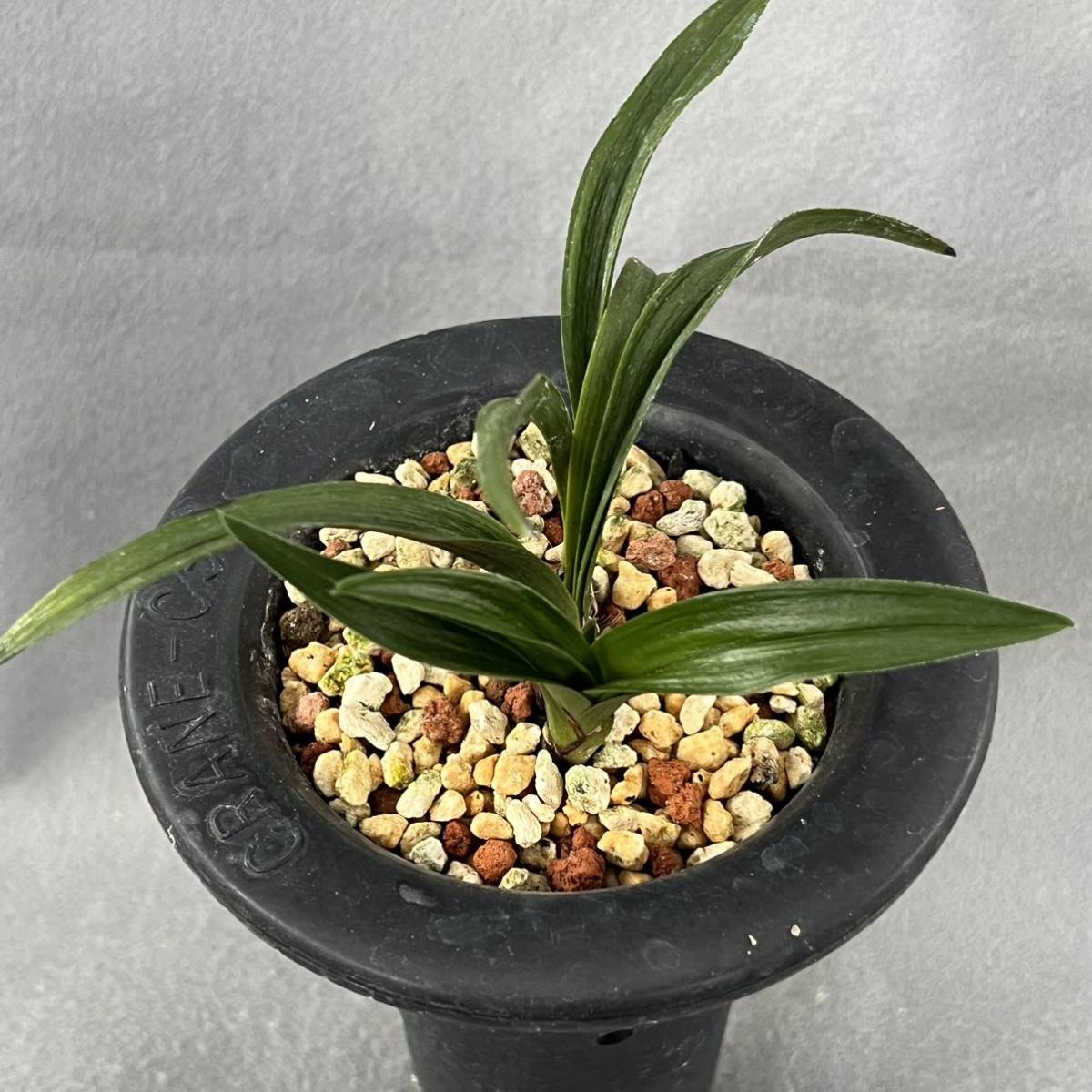 ＊花彩＊日本春蘭　対馬羅紗チャボ『癸龍』3本立 韓国春蘭　中国春蘭　東洋蘭　山野草