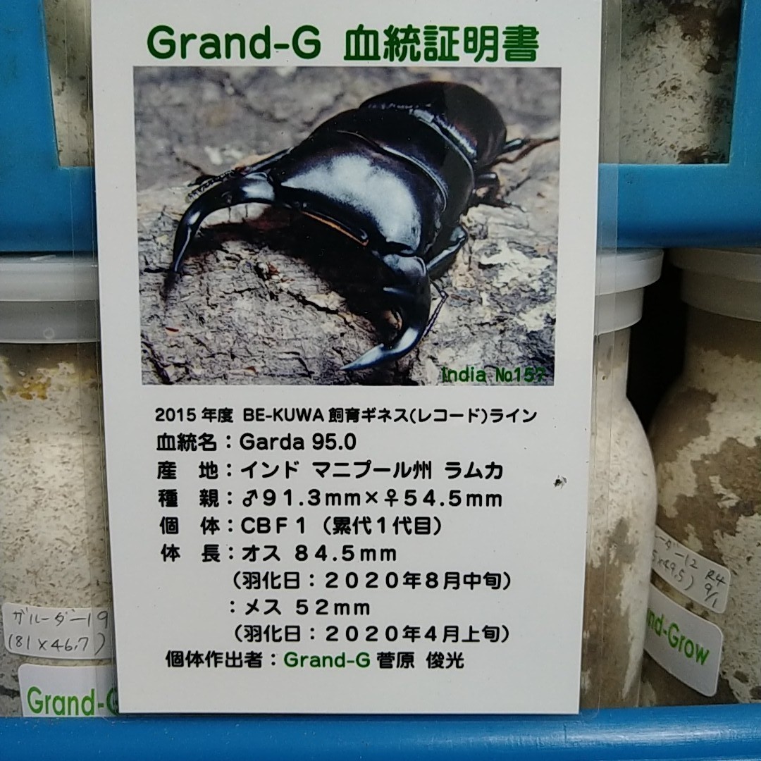 グランディスオオクワガタ幼虫4頭②