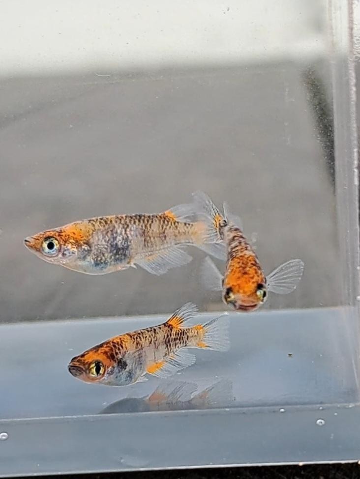 《上州　猿めだか》紅薊三色 オス3メス1 現物個体 種親候補