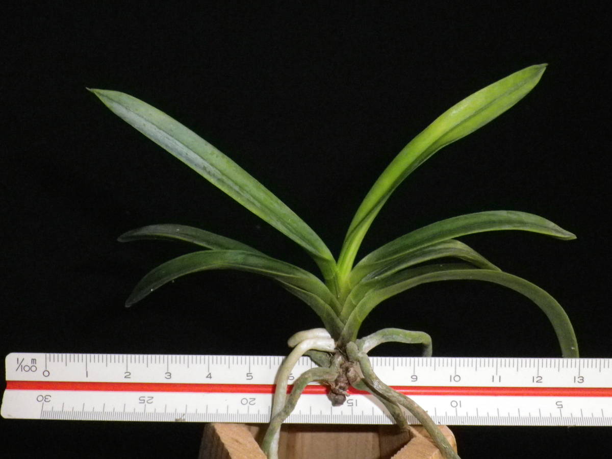 富貴蘭　Suzu 「貴牡丹」