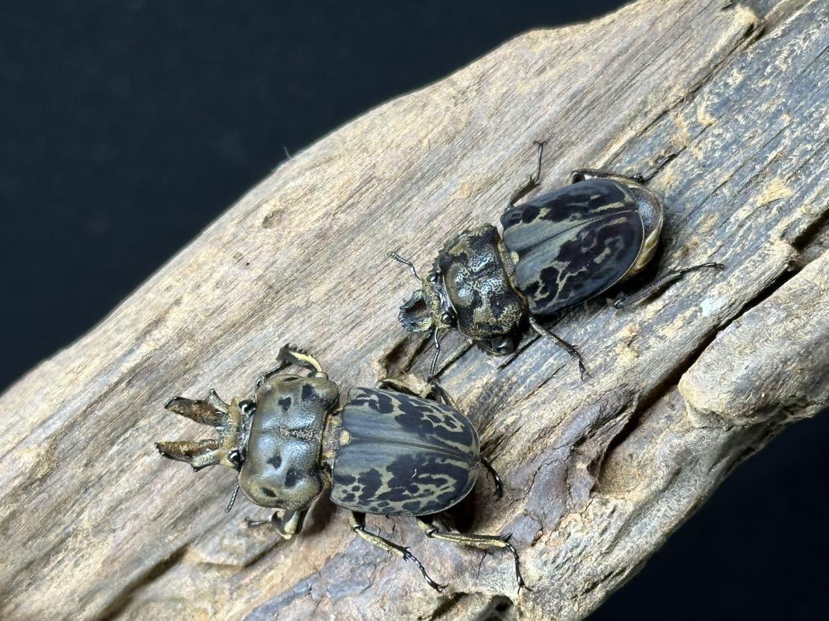 ムナコブクワガタ　ペア