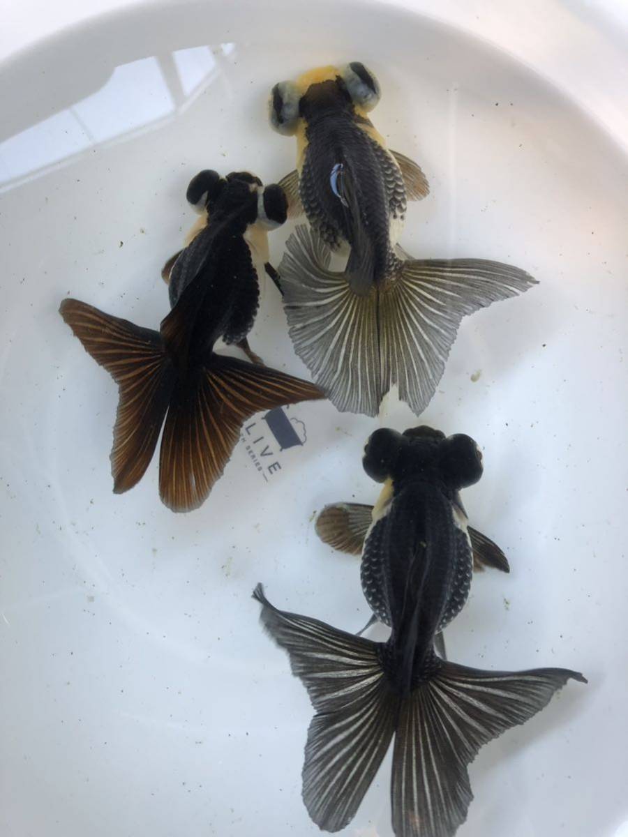 金魚 ☆パンダ蝶尾の子 当歳 ランダム10匹☆ ① 金魚 ☆