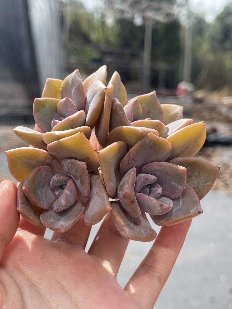 13-1　多肉植物 20株 エケベリア虹糖　超美苗 サボテン 観葉植物 花 園芸　レア種