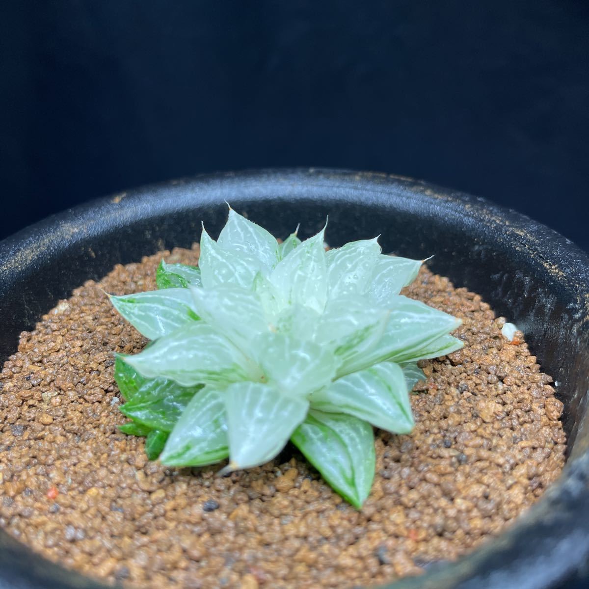 ハオルチア 新氷砂糖錦 極上斑