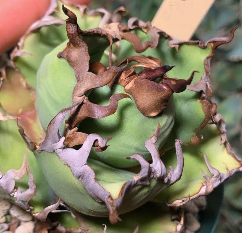 アガベ チタノタ シーザー | Agave titanota super caesar 凱撒 Caesar
