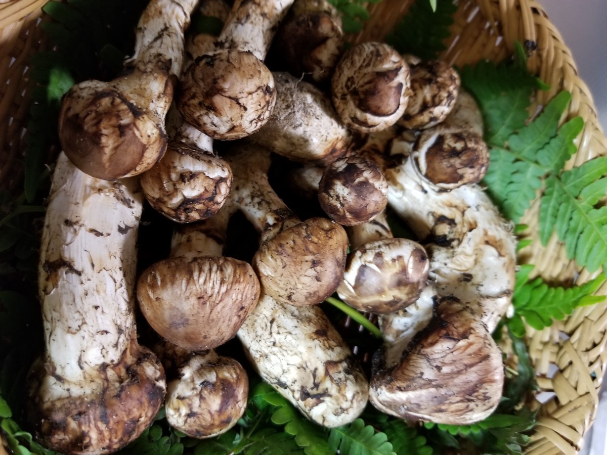 高価食品・飲料・酒 - 岩手県産 松茸 270g C99532553