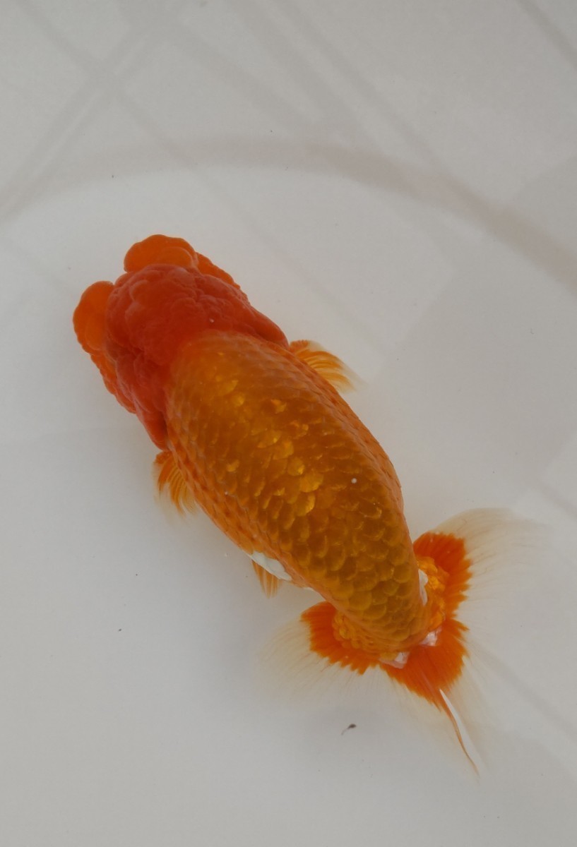 【極：観賞用らんちゅう】　　◆二歳◆オスタイプ◆15センチ前後 ◆14日発送限定