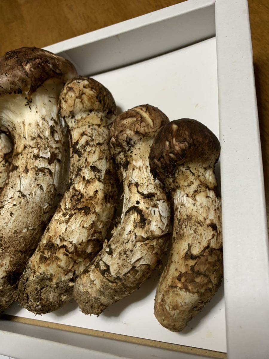 大満足の313g 1本物】松茸 開き一本物 岩手県産 大満足の313g 1本物