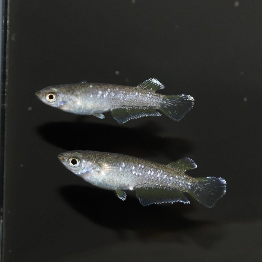 minamo】現物 フロマージュ キッシングワイドフィン 幼魚〜若魚（1 