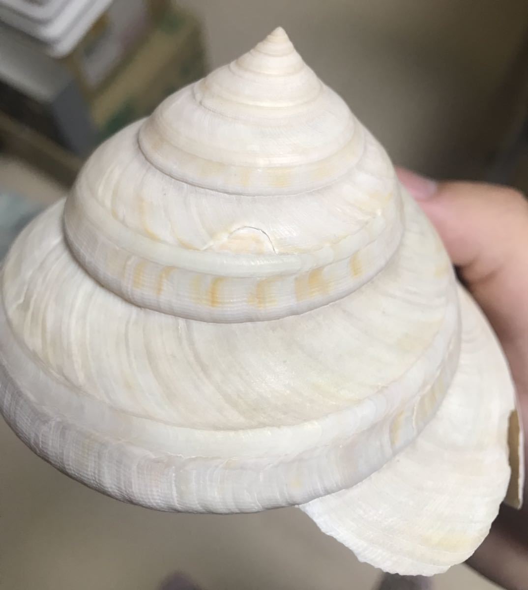 極稀産 アコヤオキナエビス 大 112mm 貝殻 貝 貝類 標本 宝貝 巻貝