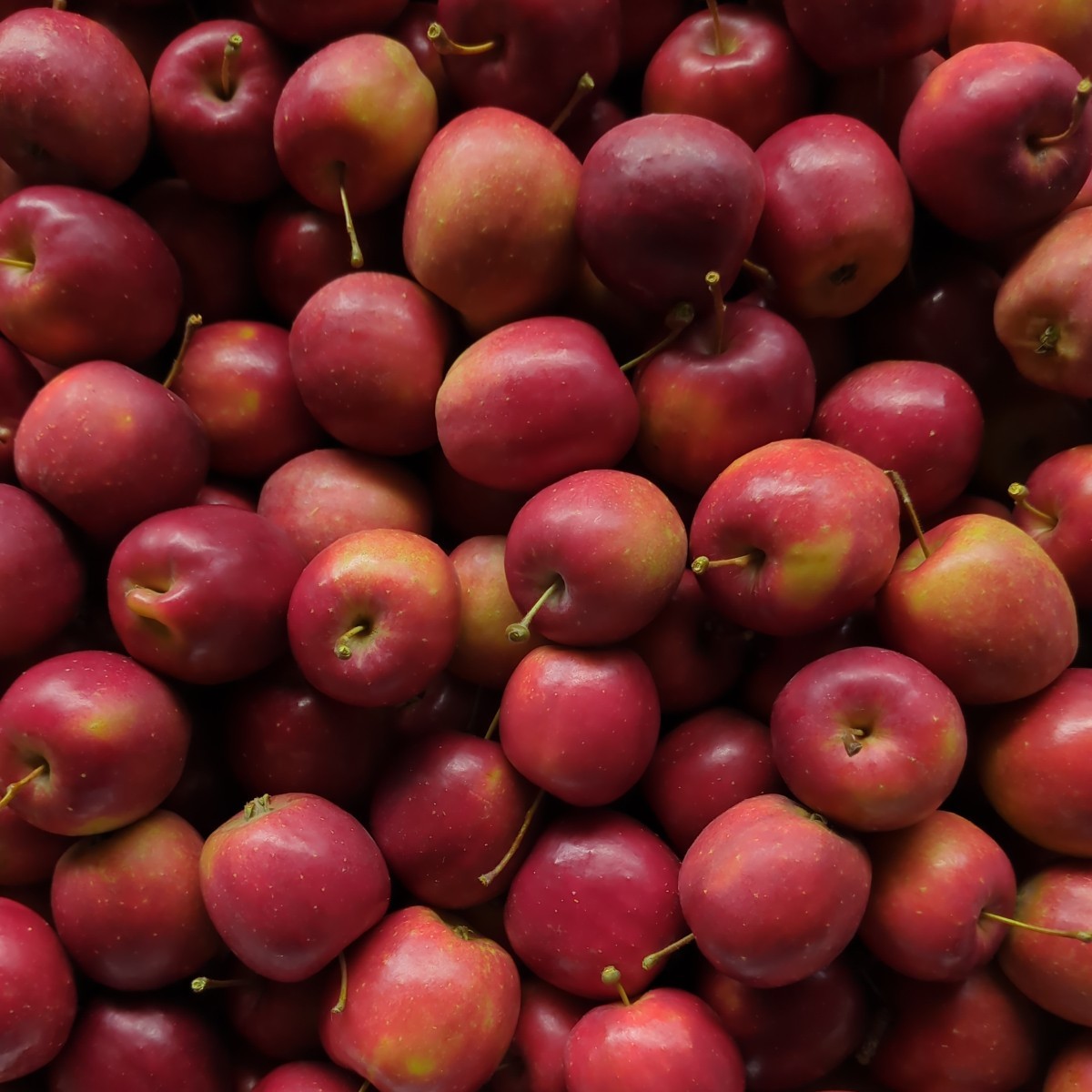 アルプス乙女 姫りんご No.2 長野県産 約14kg　 400 個前後　小さなリンゴ りんご飴にも最適 装飾 飾り リース