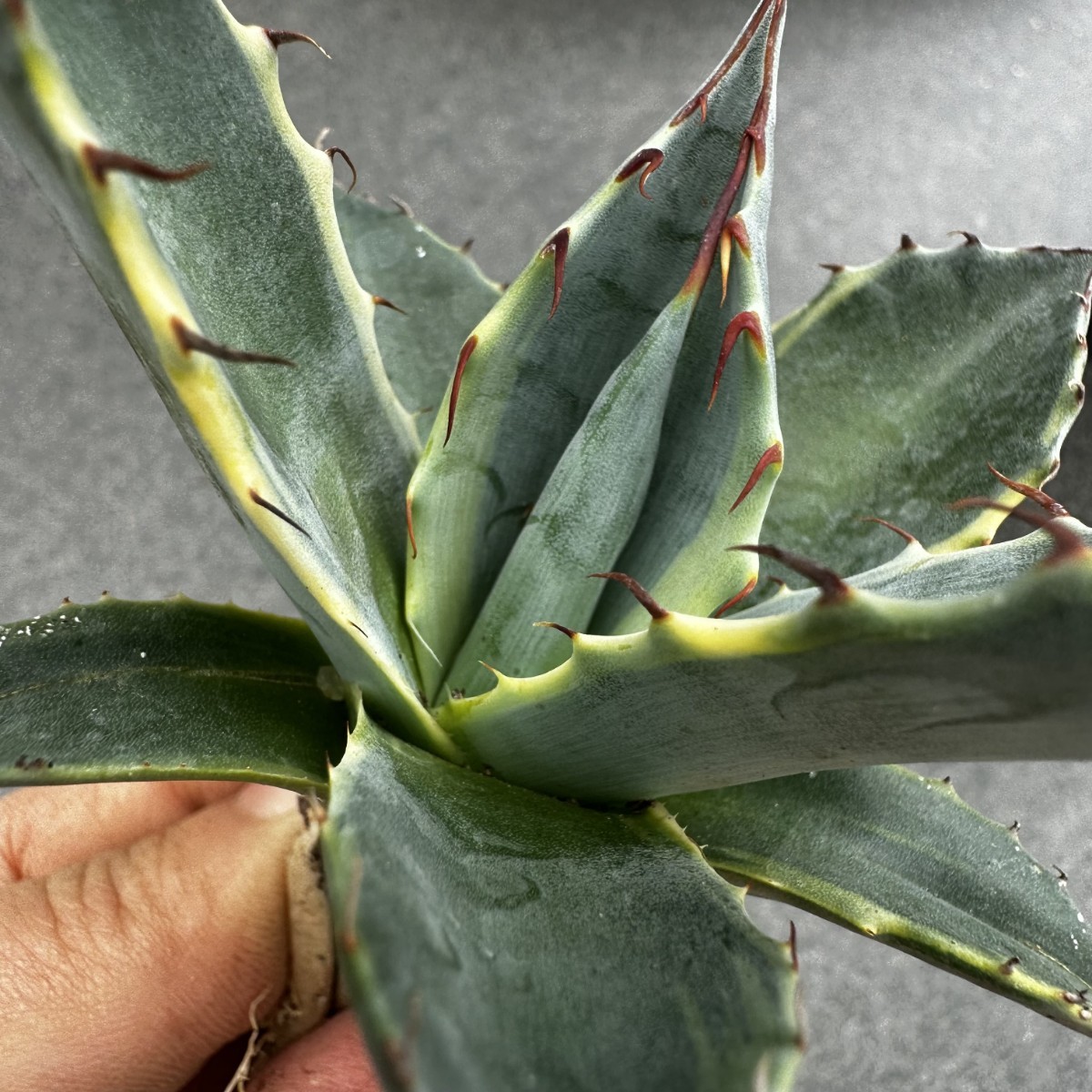 29. アガベ ユタエンシス エボリスピナ 陽炎！ 美株！ Big!!