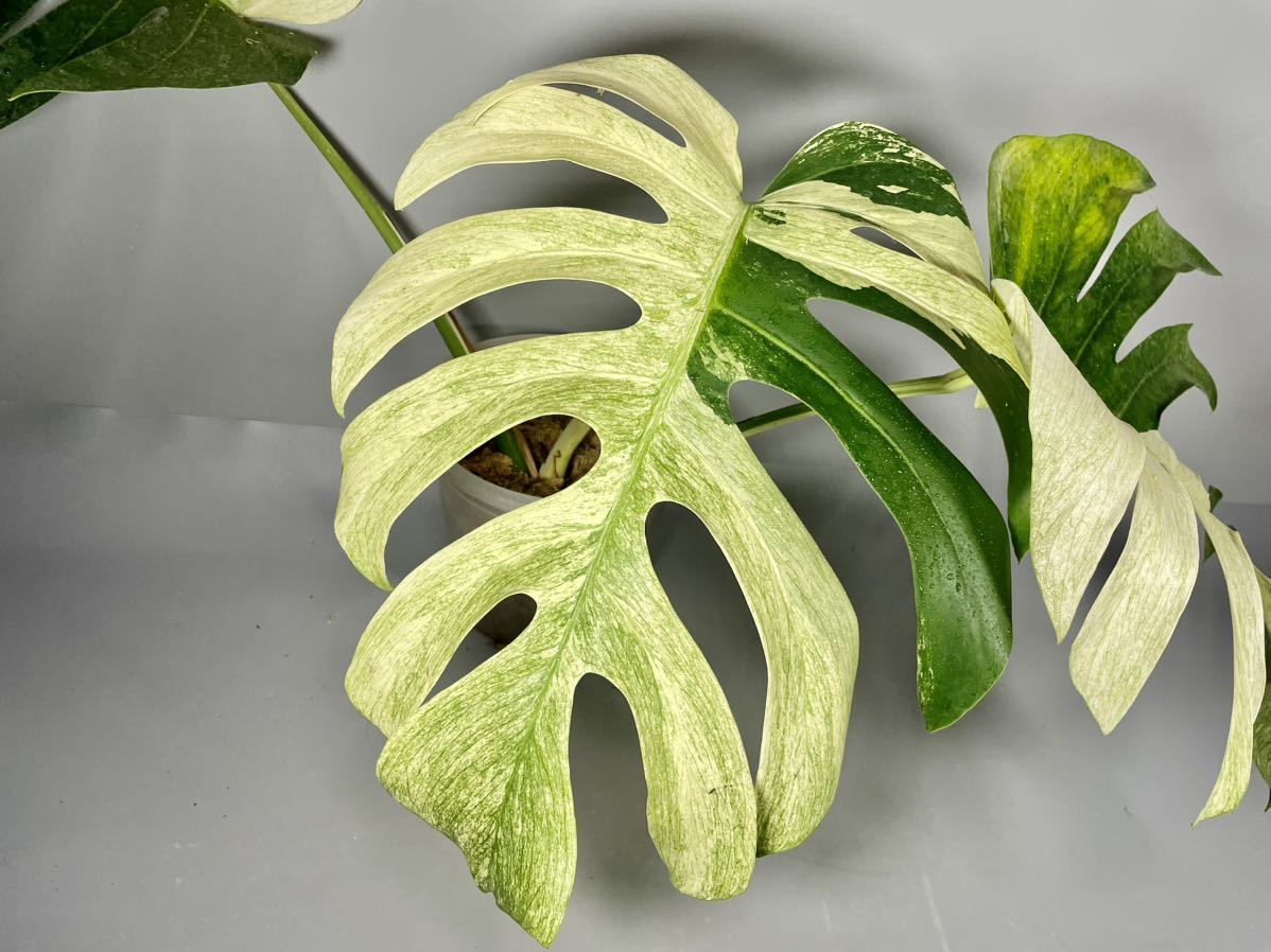 モンステラミント1 191」モンステラ・ボルシギアナ・ミント 斑入り monstera mint variegated