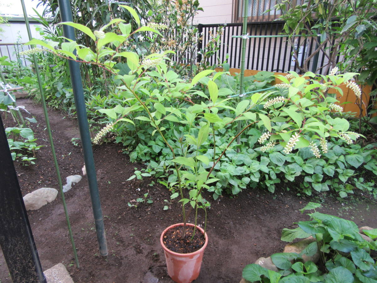 コバノズイナ苗n1★白花 丈夫です★高さ70cm 5月下旬～6月中旬に咲く1株_1