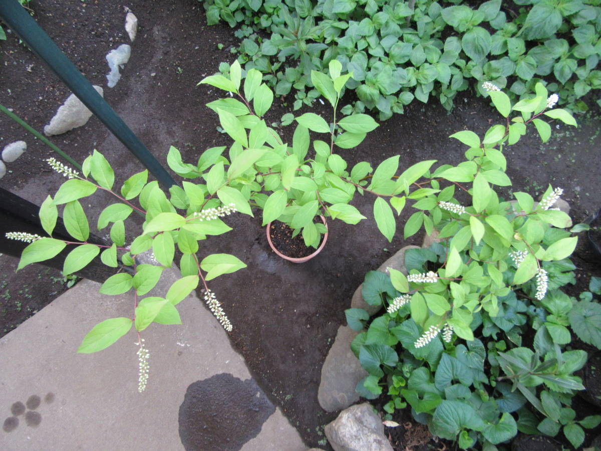 コバノズイナ苗n1★白花 丈夫です★高さ70cm 5月下旬～6月中旬に咲く1株_2