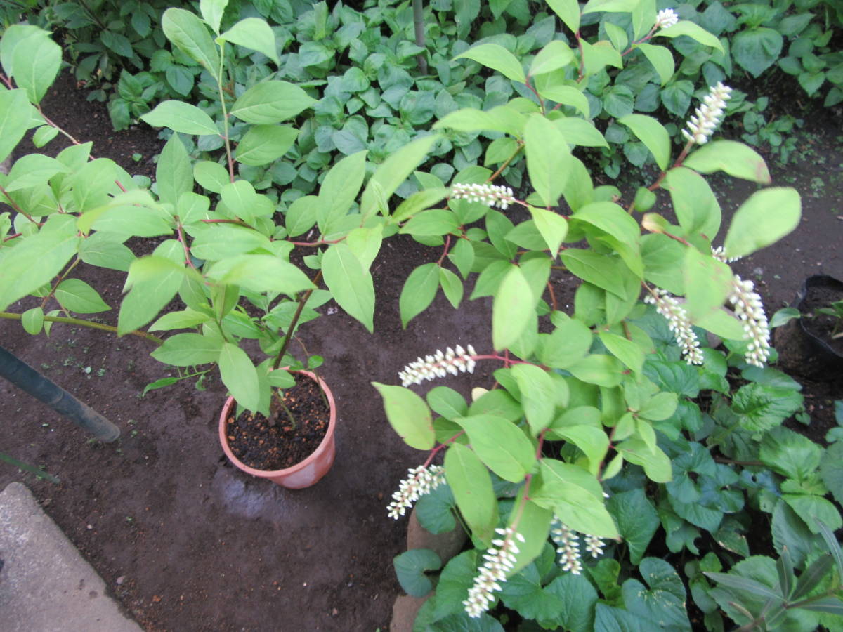 コバノズイナ苗n1★白花 丈夫です★高さ70cm 5月下旬～6月中旬に咲く1株_3