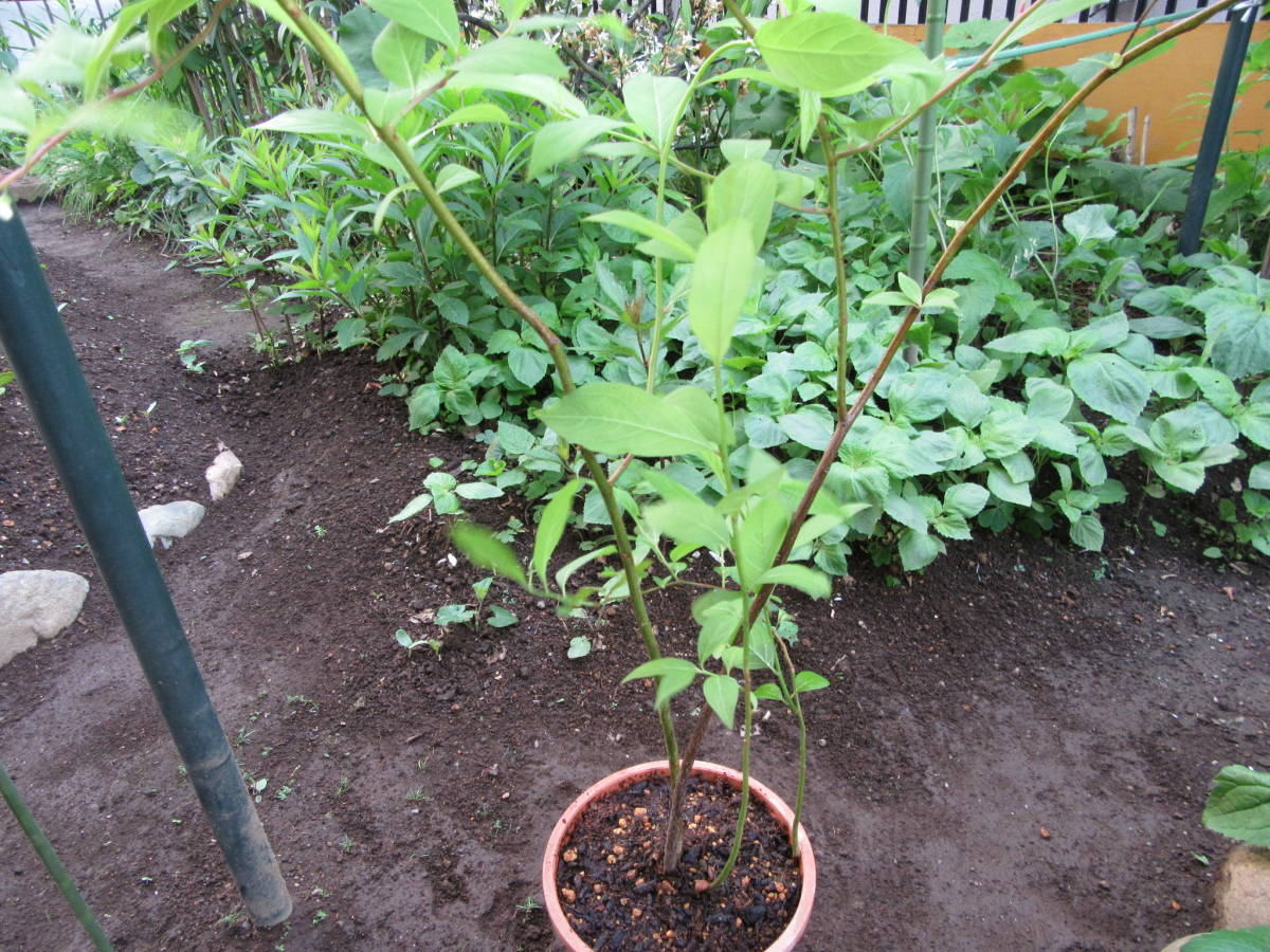 コバノズイナ苗n1★白花 丈夫です★高さ70cm 5月下旬～6月中旬に咲く1株_4