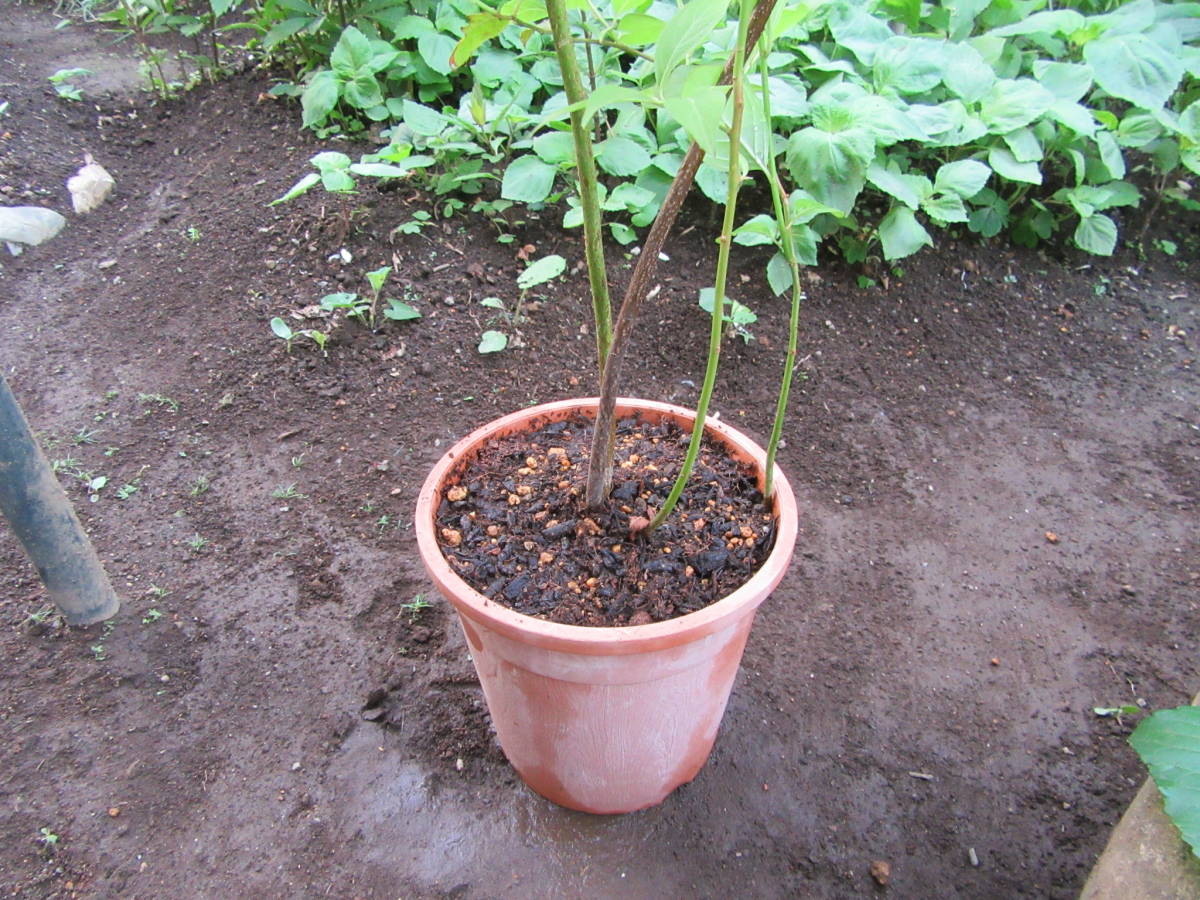 コバノズイナ苗n1★白花 丈夫です★高さ70cm 5月下旬～6月中旬に咲く1株_5