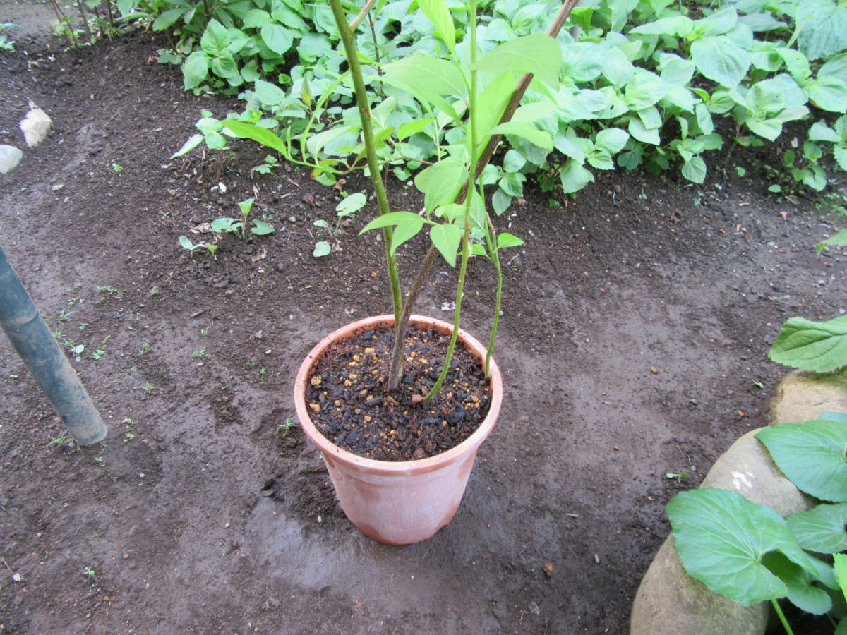 コバノズイナ苗n1★白花 丈夫です★高さ70cm 5月下旬～6月中旬に咲く1株_6