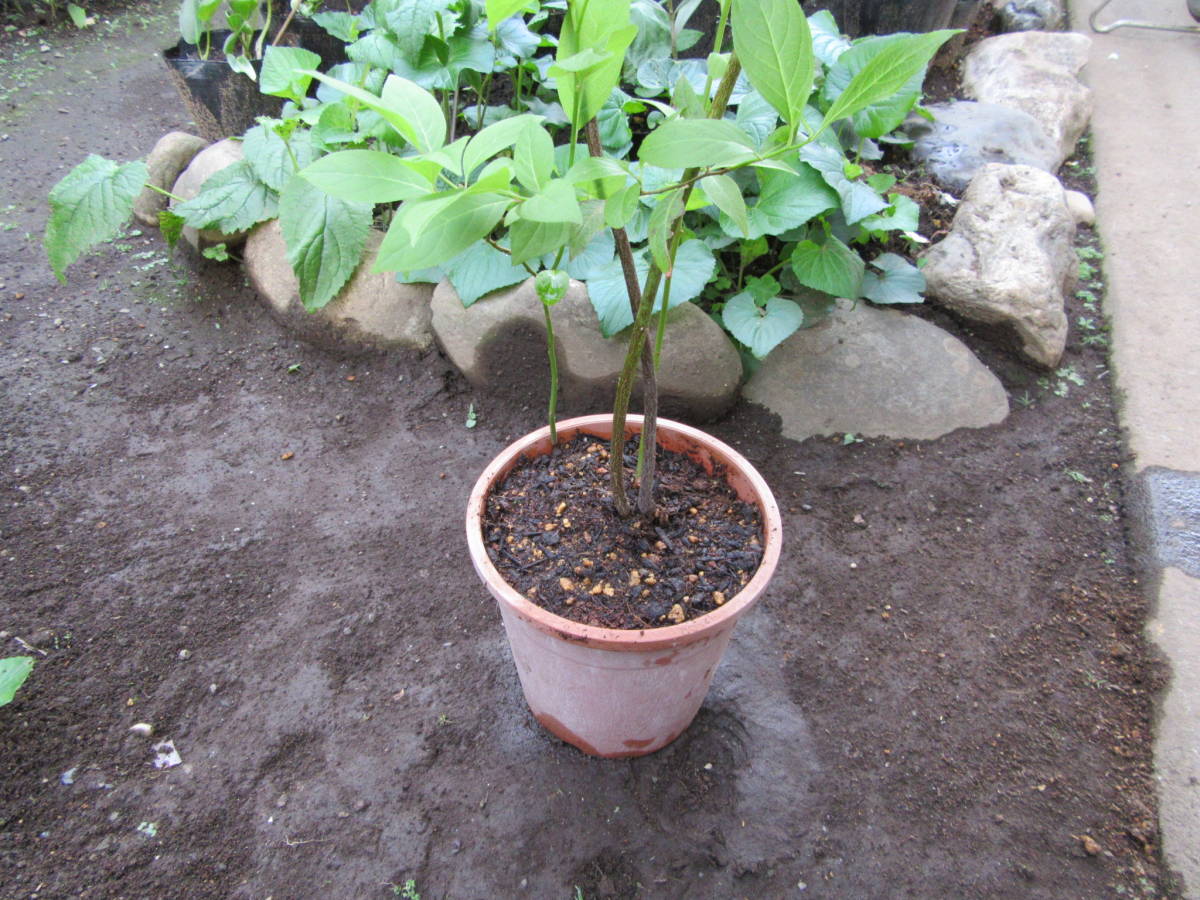 コバノズイナ苗n1★白花 丈夫です★高さ70cm 5月下旬～6月中旬に咲く1株_7