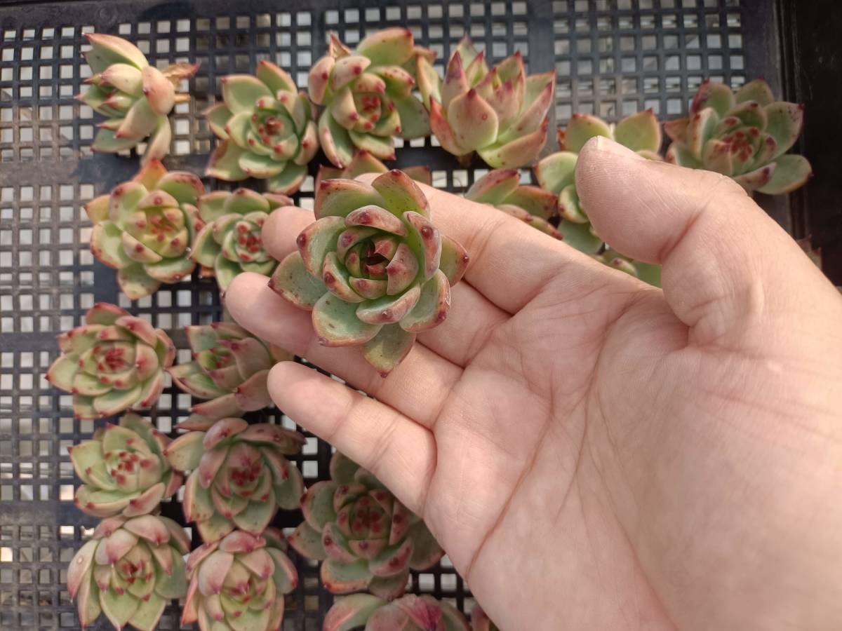 CO☆401 小疣姫牡丹 実生1鉢 アリオカルプス☆ サボテン 多肉植物