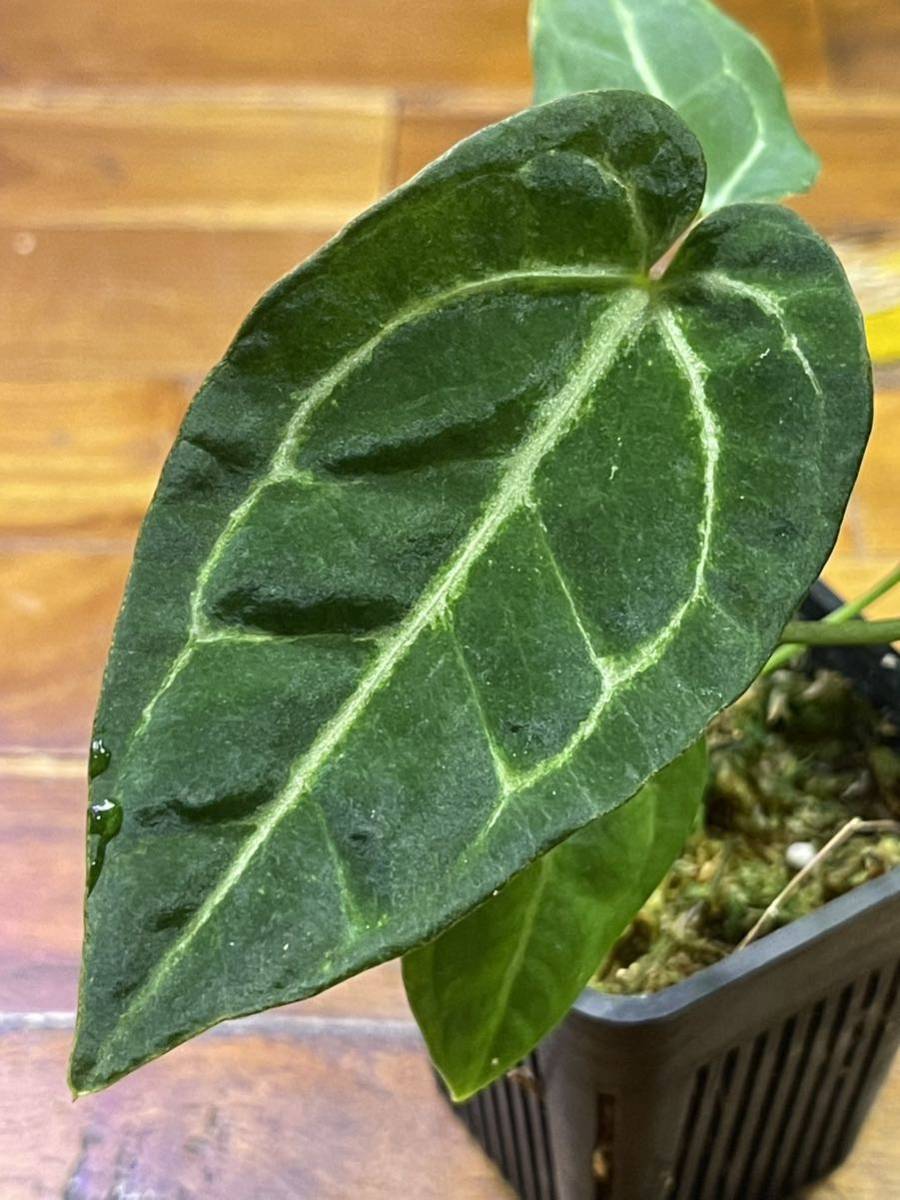 Anthurium regale x Anthurium crystallinum アンスリウム（アンスリューム） レガレ×クリスタルナム（クリスタリヌム） 