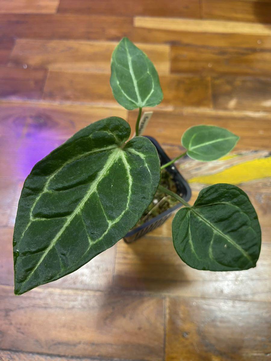 Anthurium Regale x Crystalium アンスリウム Anthurium regale x crystallinum 先日半分自分の住処と言っても過言