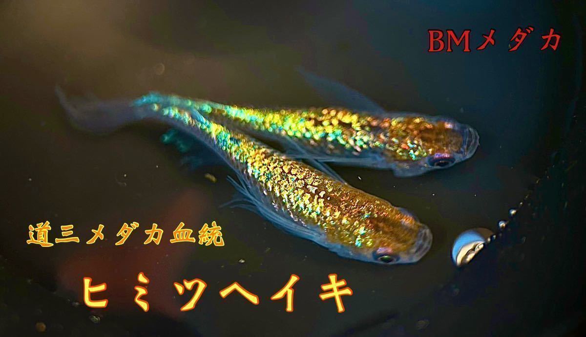 BMメダカ 道三メダカ血統 ヒミツヘイキ 種親現物画像 有精卵10個＋a