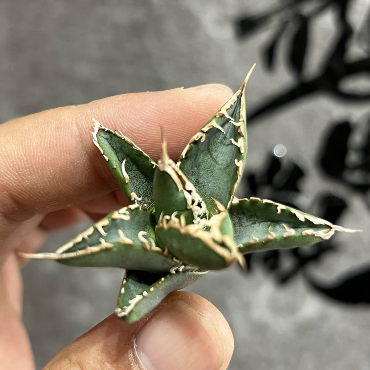 龍園觀】①No.336 特選 アガベ 多肉植物 チタノタ 海王 強棘 極上株 激