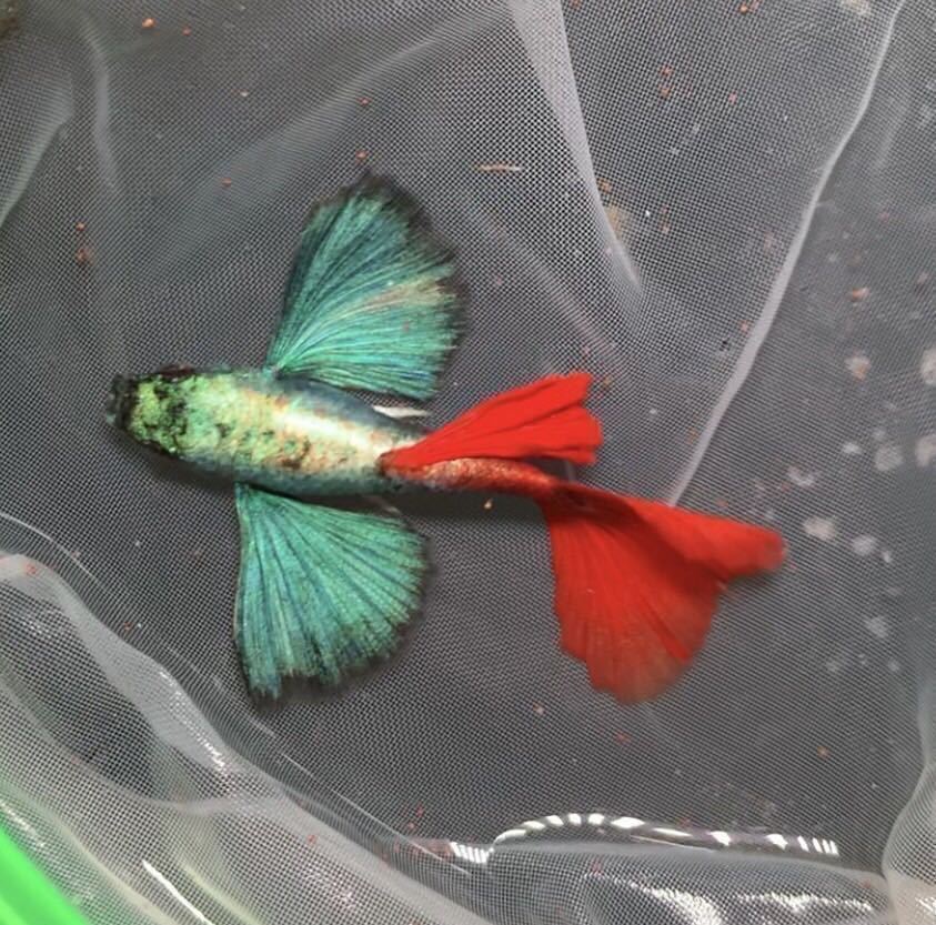 [3ペア] 極上レア　ダンボ　ビックエアー