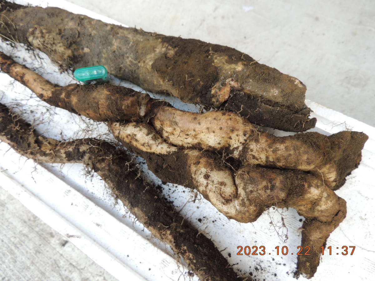 伊豆大島産 天然自然薯 2.5㎏